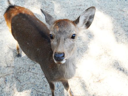  photo nara-deer_02_zpsqabll3rc.jpg