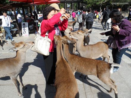  photo nara-deer_03_zpspernm4tv.jpg