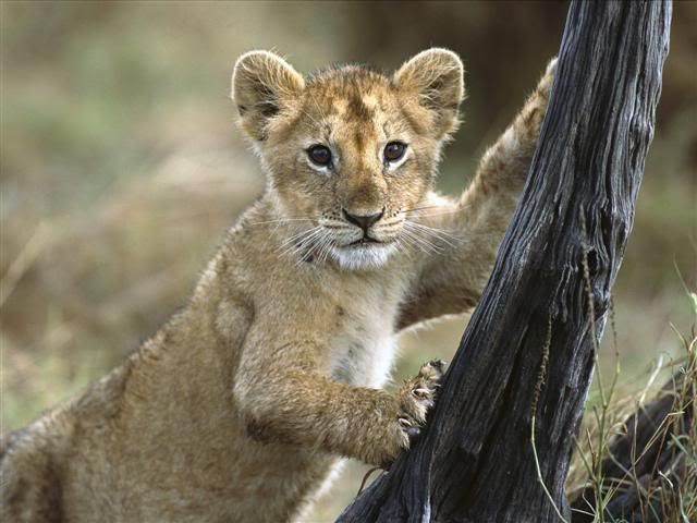 baby animal wallpaper. aby animals wallpapers.
