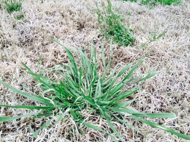 Texas Lawn Weed Identification Chart