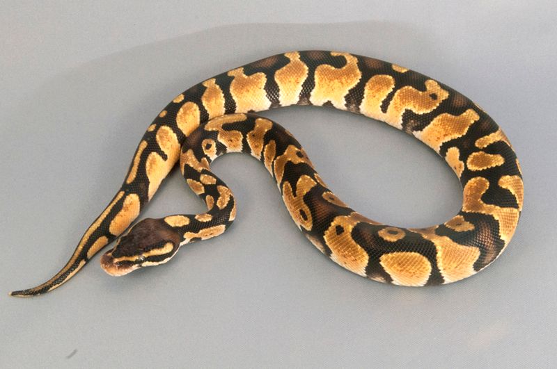 SE England 2013 pastel, normal royal pythons available Reptile Forums