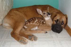 Dog with a Deer