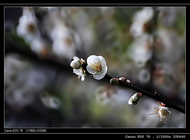  photo IMG_1103-1_zps9af92cef.jpg