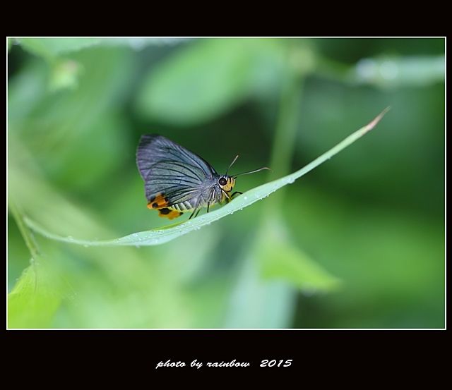  photo MD9A1705-1a_zpsyx3m8znz.jpg