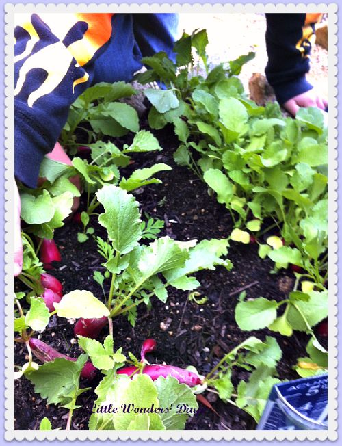 Radishes via Little Wonders' Days gardening with kids