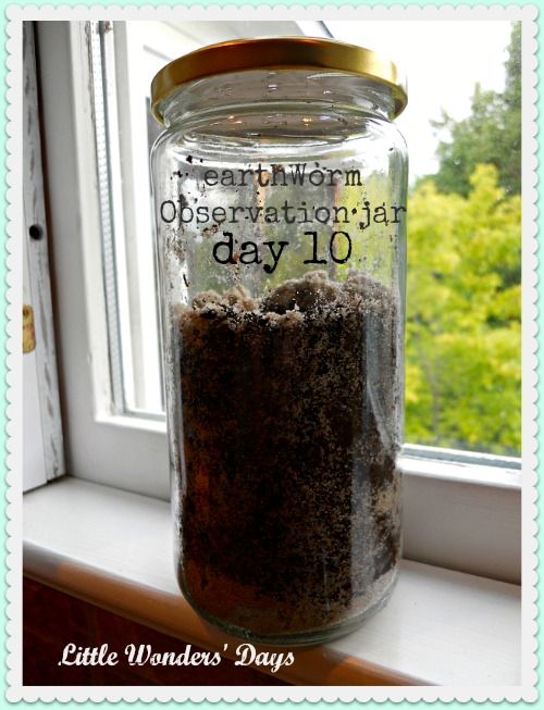 earthworm observation jar via Little Wonder' Days earthworm observation jar