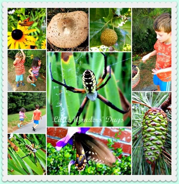 Mid summer bug hunt walk via Little Wonders' Days mid summer nature walk, bug hunt walk