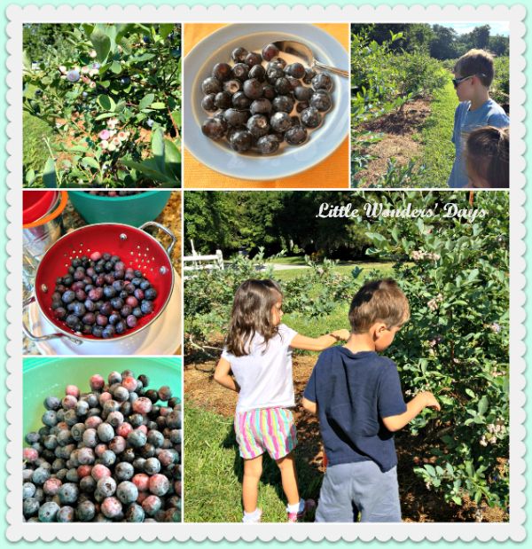 Blueberry picking tips via Little Wonders' Days blueberry u-pick tips