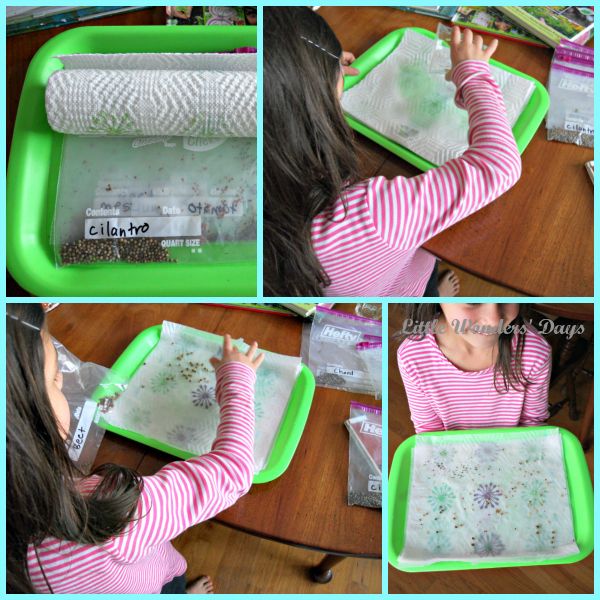 Seed starting activity for kids via Little Wonders' Days seed starting activity for kids