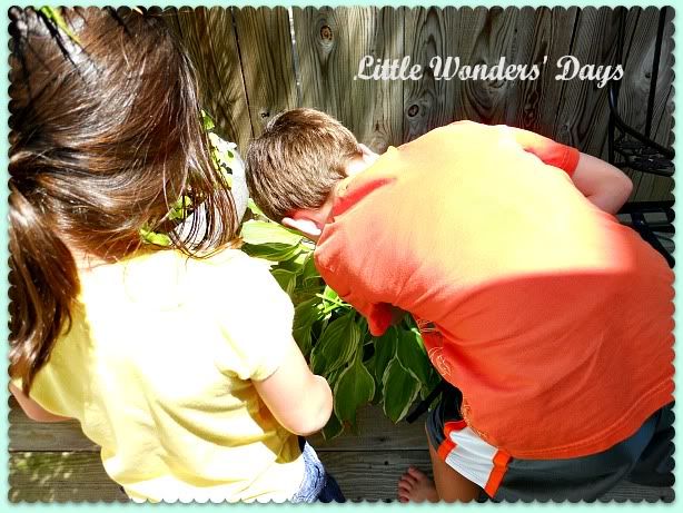 Magical painted shells, My Garden via Little Wonders' Days Painted Shells,