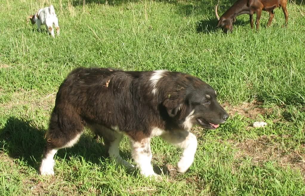 LLamas are here! Pic heavy - Goats