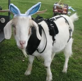 What is good about goats thread 11/2012 - Goats