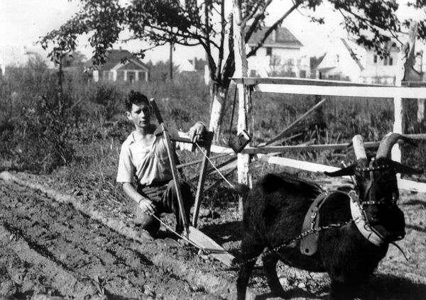 What about Wethers? - Goats