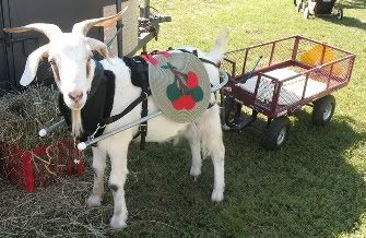 Goat shopping - considering a variety pack - Goats