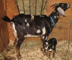 My Baby had her Baby - Goats