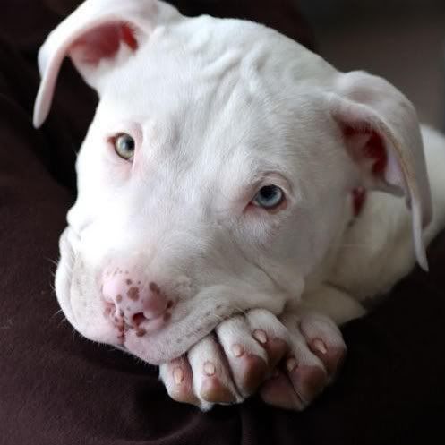 Puppies Pictures on Pitbull Puppies Pictures  Pitbull Puppies