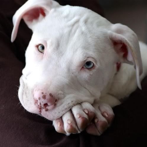 pitbull puppies pictures. pitbull puppies,