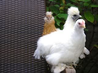 silkie.jpg