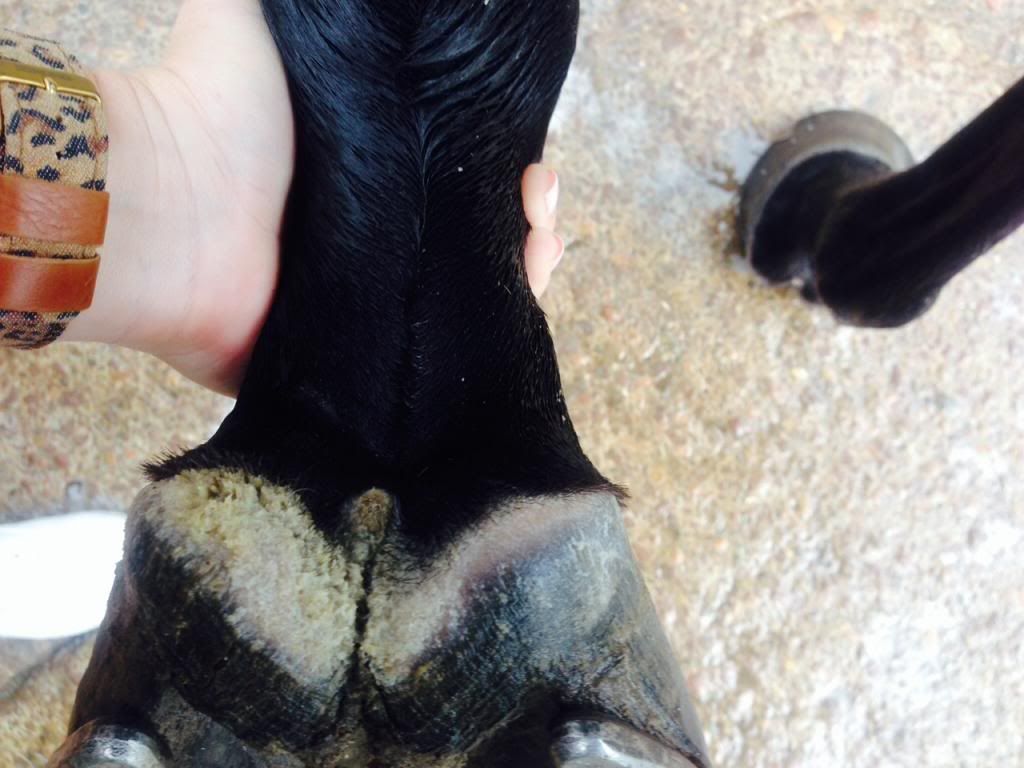 strange fungi/skin condition on horses hooves The Horse Forum