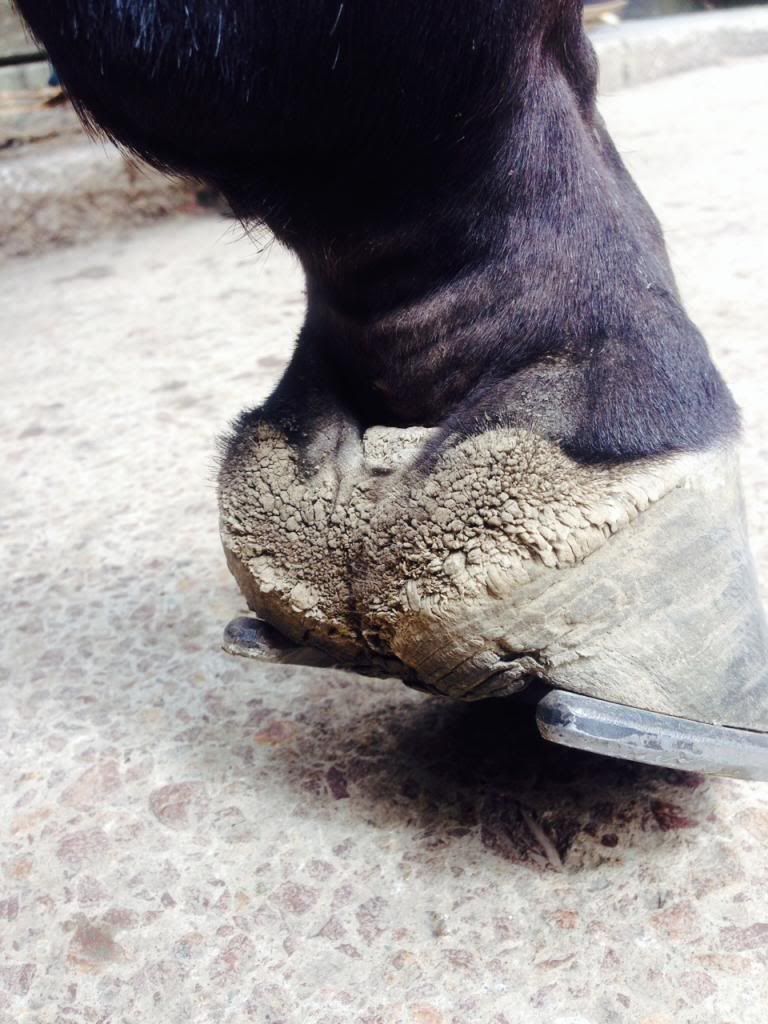 strange fungi/skin condition on horses hooves The Horse Forum