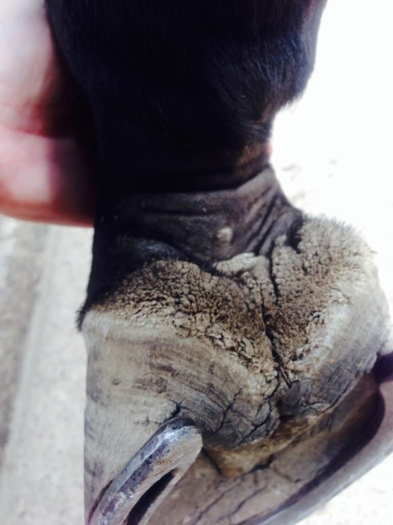 strange fungi/skin condition on horses hooves The Horse Forum