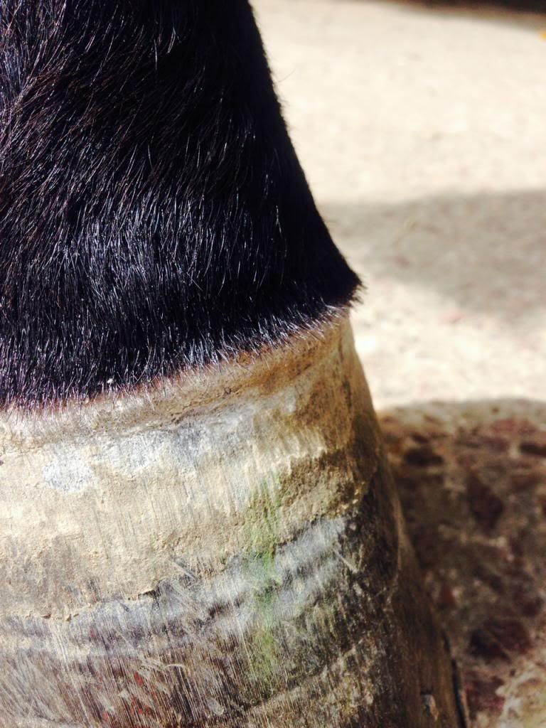 strange fungi/skin condition on horses hooves The Horse Forum
