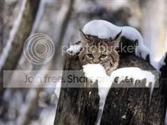 012_Baby_animals_DGNWinCE.jpg