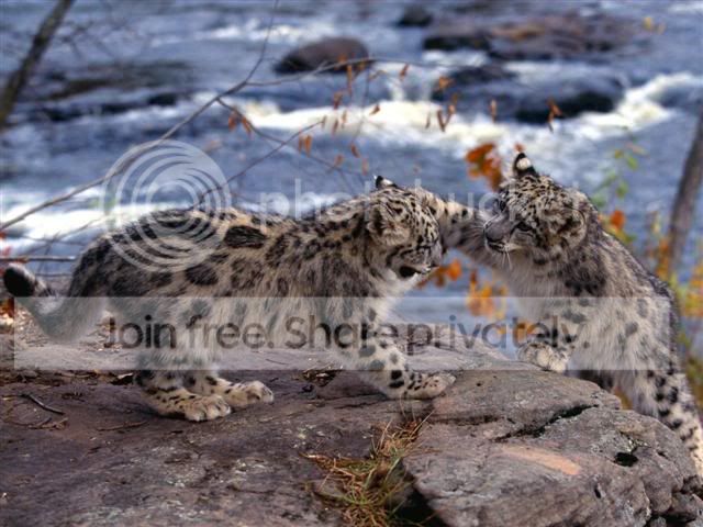 025_Baby_animals_DGNSmall.jpg