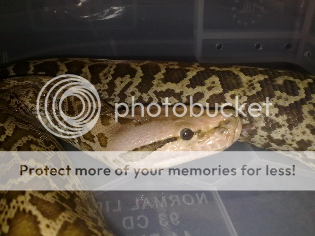 granite burm python | Reptile Forums