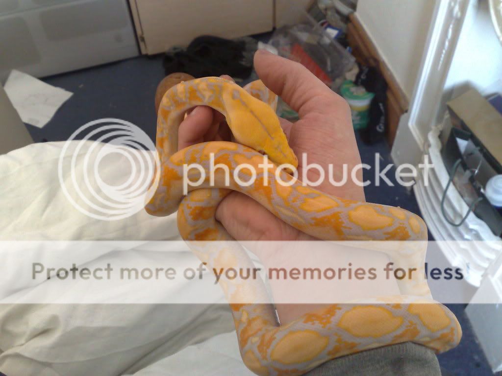 retic shed this morning | Reptile Forums