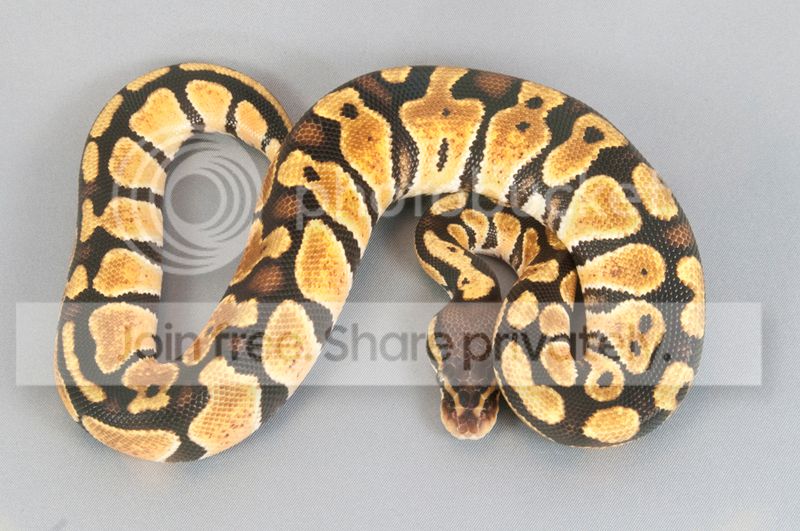 SE England - 2013 pastel, normal royal pythons available | Reptile Forums