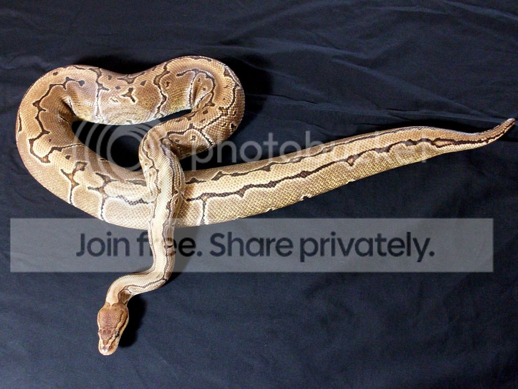 SE England - Royal pythons for sale: Adults and 2013 morphs | Reptile ...